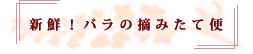 新鮮!バラの摘みたて便