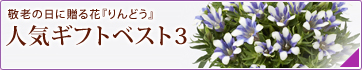 �h�V�̓��ɑ���ԁw���ǂ��x�l�C�M�t�g�x�X�g3