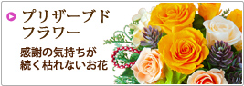 �v���U�[�u�h�t�����[ ���ӂ̋C�����������͂�Ȃ�����