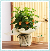鉢植え「ほおずき」