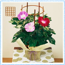 鉢植え「あさがお」