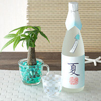 「生貯蔵酒 四季の酒 夏」観葉植物パキラセット