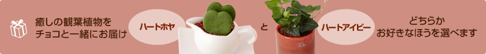 �����̊ϗt�A�����`���R�ƈꏏ�ɂ��͂��@�n�[�g�z���ƃn�[�g�A�C�r�[�@�ǂ��炩���D���Ȃق���I�ׂ܂�