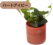 �n�[�g�A�C�r�[