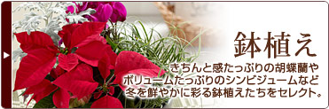 鉢植え きちんと感たっぷりの胡蝶蘭やボリュームたっぷりのシンビジュームなど冬を鮮やかに彩る鉢植えたちをセレクト。
