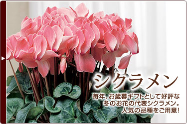 シクラメン 毎年、お歳暮ギフトとして好評な冬のお花の代表シクラメン。人気の品種をご用意!