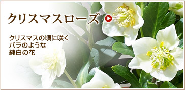 �N���X�}�X�̍��ɍ炭�����̉ԃN���X�}�X���[�Y