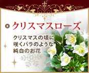 �N���X�}�X���[�Y
�N���X�}�X�̍��ɍ炭�o���̂悤�ȏ����̂���