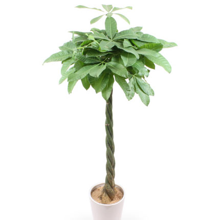 観葉植物「パキラ」7号/インテリアグリーン・緑のある暮らし｜イイハナ・ドットコム（花ギフトの専門店）｜観葉植物「パキラ」7号｜出荷実績300万件以上、13時までのご注文は最短翌日お届け(一部商品は除きます）。インターネットで24時間受付中。e87.com