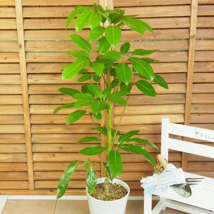 珍しい 花 プレゼント 観葉植物の人気商品 通販 価格比較 価格 Com