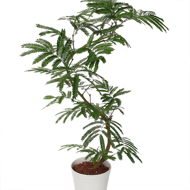 エバーフレッシュ 花の人気商品 通販 価格比較 価格 Com エバーフレッシュ 花の人気商品 通販 価格比較 価格 Com