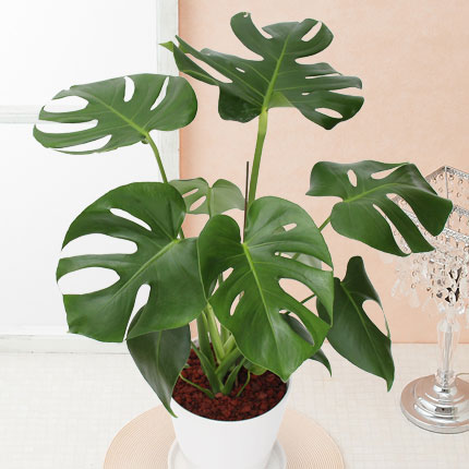 観葉植物「モンステラ」6号/インテリアグリーン・緑のある暮らし｜イイハナ・ドットコム（花ギフトの専門店）｜観葉植物「モンステラ」6号｜出荷実績300万件以上、13時までのご注文は最短翌日お届け(一部商品は除きます）。インターネットで24時間受付中。e87.com