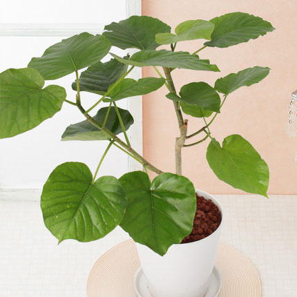 観葉植物/インテリアグリーン・緑のある暮らし|イイハナ・ドットコム(花ギフトの専門店)|観葉植物「フィカス・ウンベラータ」6号|出荷実績300万件以上、13時までのご注文は最短翌日お届け(一部商品は除きます)。インターネットで24時間受付中。e87.com