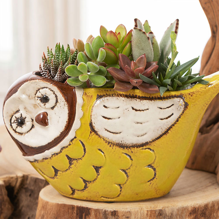 多肉植物 観葉植物の人気商品 通販 価格比較 価格 Com