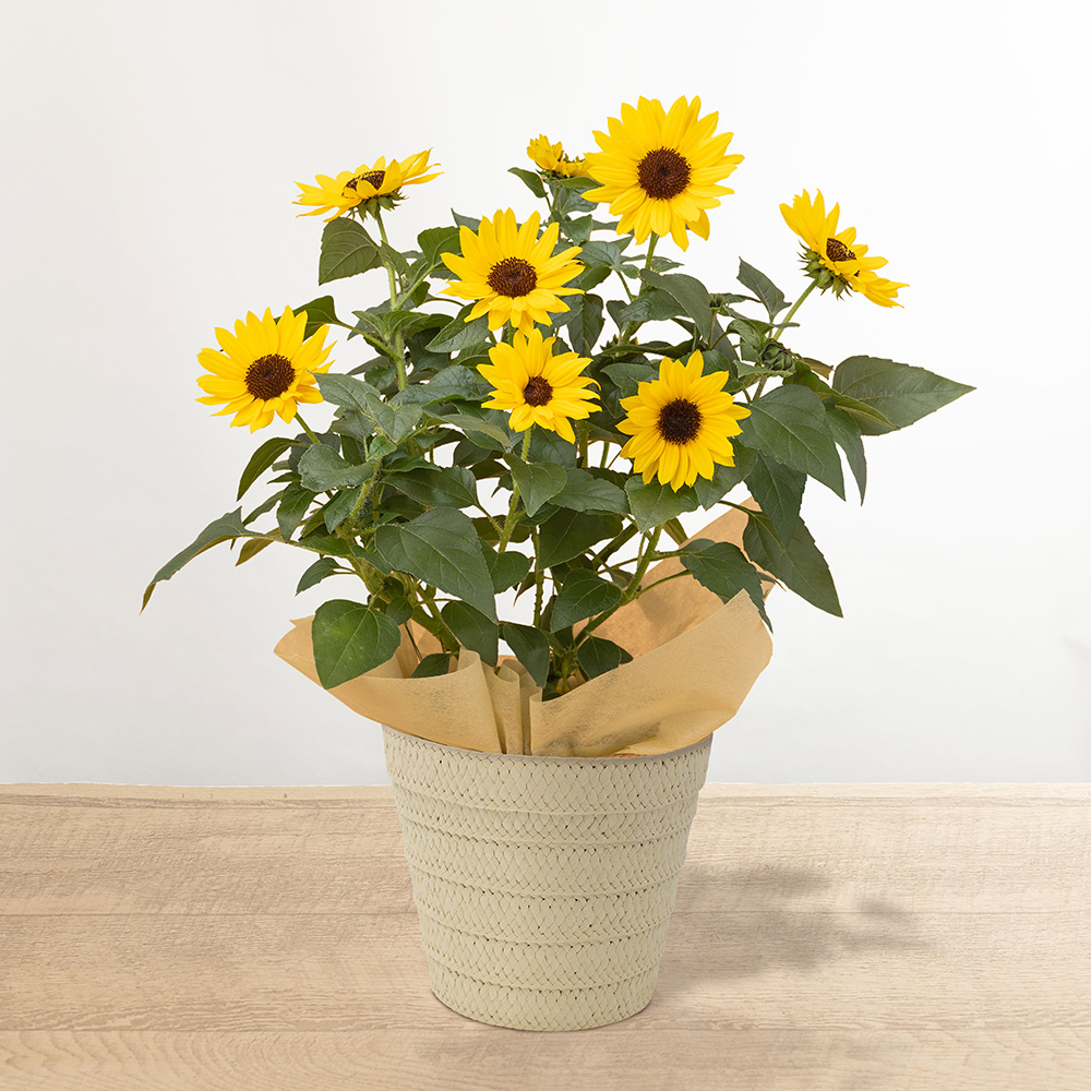 �l�C�̔��A���R���{�u�������z�C�b�v���\���V�[�J�[�̃Z�b�g�v