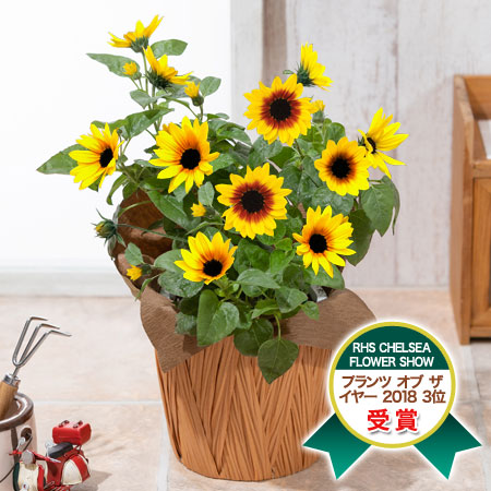 父の日の由来 父の日プレゼント ギフト特集21 イイハナ 父の日の由来 父の日プレゼント ギフト特集21 イイハナ