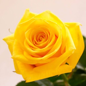 y͂zVNIo̓E݂ĕցi12͂jS[hbV@Abv