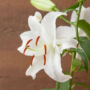 母の日　鉢植え「オリエンタルリリー　花の女王カサブランカ」