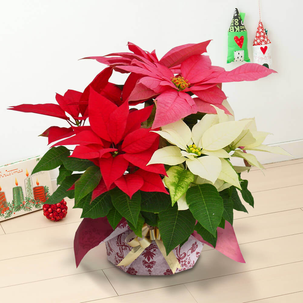 華やかなクリスマスを演出するポインセチア クリスマスプレゼント特集21 イイハナ