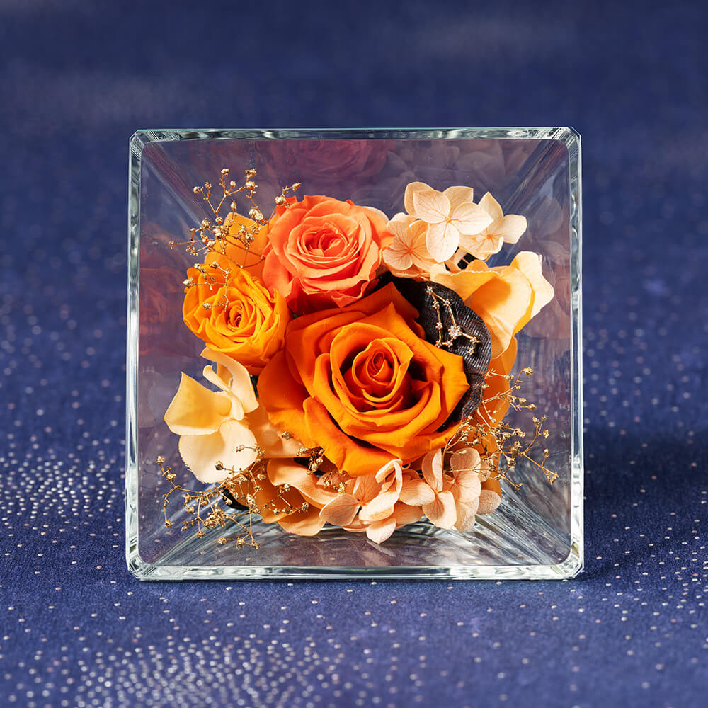 �R�t���E�h�E�X�e���`���q���`