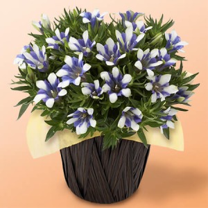敬老の日 鉢植え「長寿を願うりんどう 白寿」