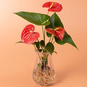 敬老の日 観葉植物「水耕栽培 アンスリウム」