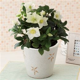 【クリスマス特集】鉢植え「クリスマス・ローズ（7号）」