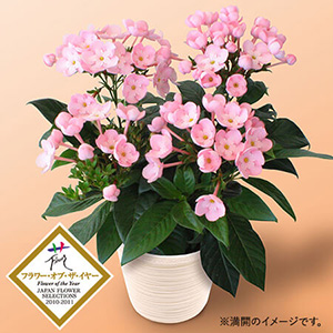 ���A���u�V�R�A���}�̑��蕨 �ɂ����� �R�R�v