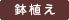 鉢植え