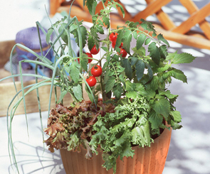 お花の頒布会 月イチ E87便 おうちをお花でデコレーション 季節の寄せ植え イイハナ