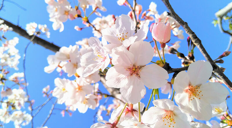 桜 梅 桃の開花時期と見分け方 桜桃梅の花プレゼント ギフト特集 イイハナ