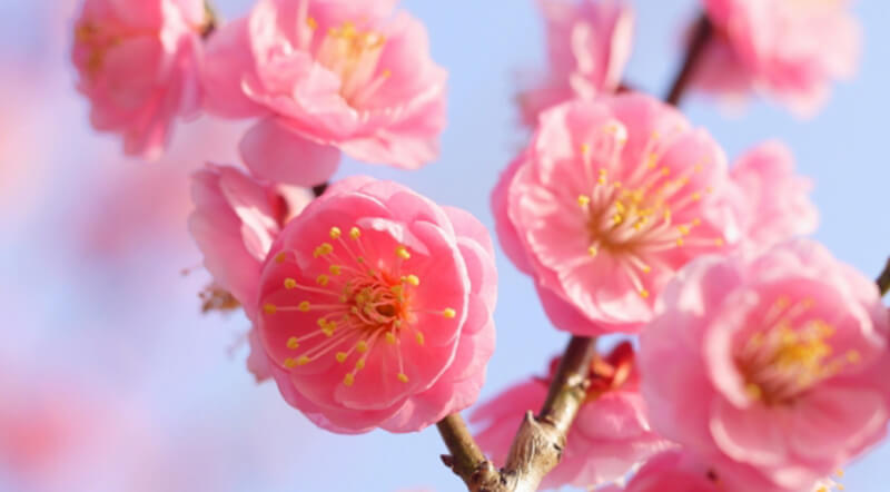 梅の花弁は丸い