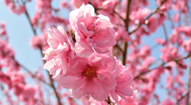 桜・梅・桃の開花時期と見分け方｜桜桃梅の花プレゼント・ギフト特集｜イイハナ