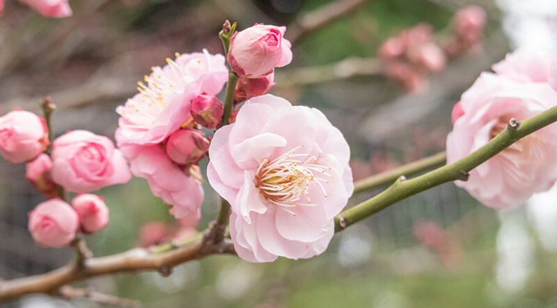 桜、桃、梅と似ている花、杏