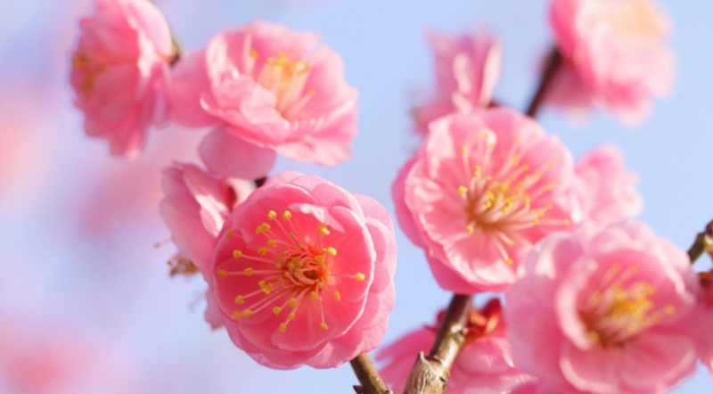 剪定のタイミングでたくさんの花が咲く