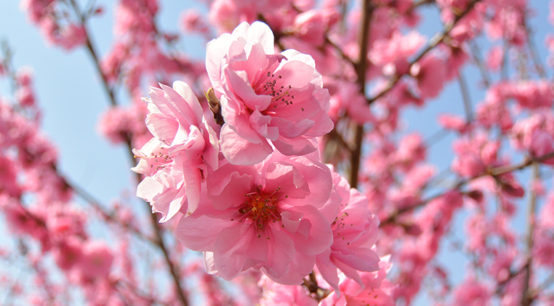 剪定のタイミングでたくさんの花が咲く