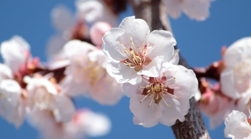 剪定のタイミングでたくさんの花が咲く