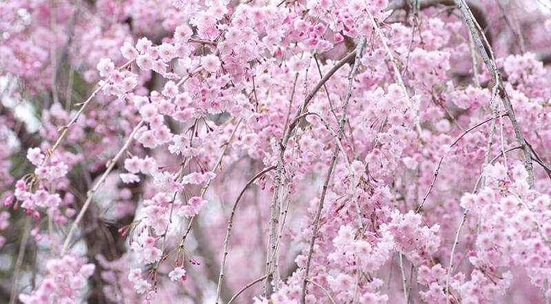 枝垂桜（シダレザクラ）