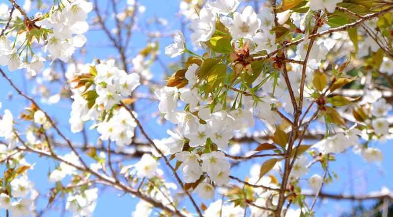 西洋美桜（セイヨウミザクラ）